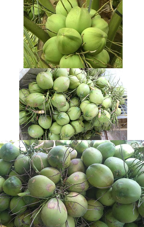 dừa xiêm xanh xuất khẩu