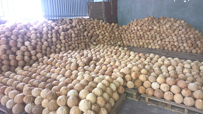 Vận chuyển đường biển sản phẩm dừa khô từ Việt Nam sang Úc